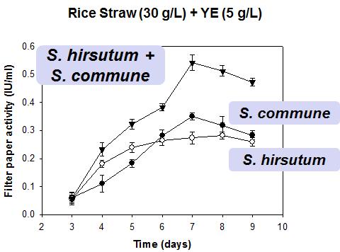 Cellulase cocktail production from consortium culture (70L) of S. hirsutum and S. commune.