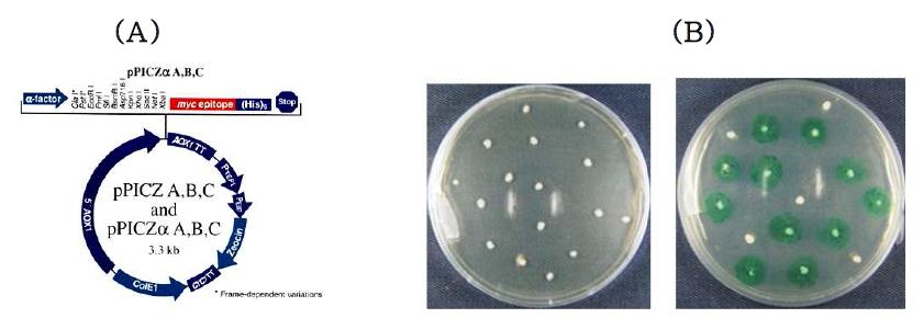(A) Cloning of laccase gene (YlLac) from a Yeast Yarrowia lipolytica in pPICZaA. (B) Selection of clone by plate assay.