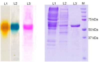(A) Zymogram activity and glycoprotein staining of purified laccase enzyme using native PAGE (L1- ABTS, L2- 2,6-DMP, L3- glycoprotein staining). (B) SDS-PAGE of laccase (M- Marker, L1 - Crude protein, L2 - DEAE cellulose purification, L3 - Biogel Hiload 16/60 Superdex 200 chromatography)