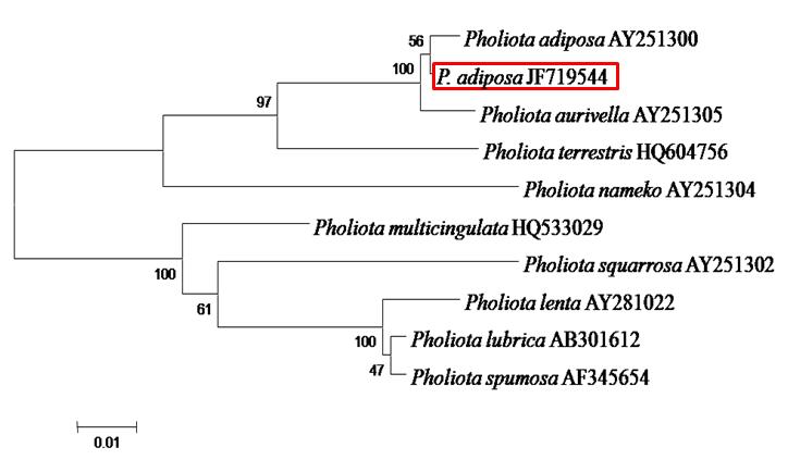 Phylogenetic dendrogram for P . adiposa and related strains based on the ITS rDNA sequence.