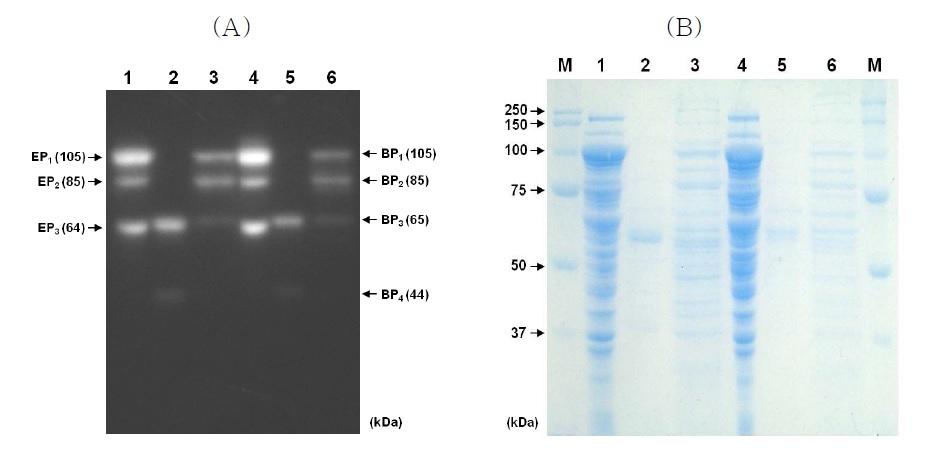Activity staining (a) and protein staining (b) after SDS-PAGE of the xylanase produced by E. coli BL21(DE3) (pCX33), B. subtilis WB700 (pJX33) and B. subtilis WB800 (pJX33). Lanes 1 and 4, crude extract of E. coli BL21(DE3) (pCX33); 2 and 5, concentrated supernatant of B. subtilis WB700 (pJX33); 3 and 6,concentrated supernatant of B. subtilis WB800 (pJX33).