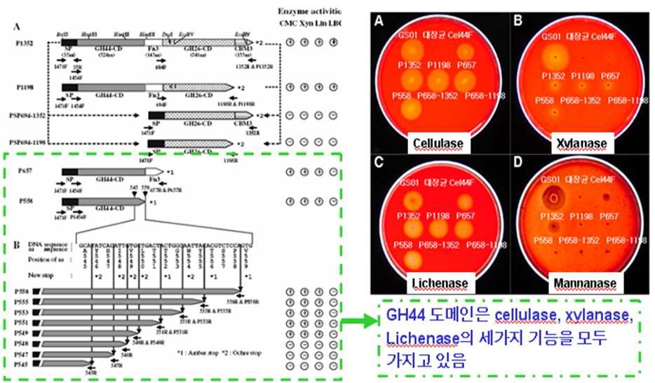 Characterization of cel44 gene for yeast surface display