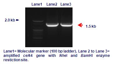 PCR amplification of cel44 gene