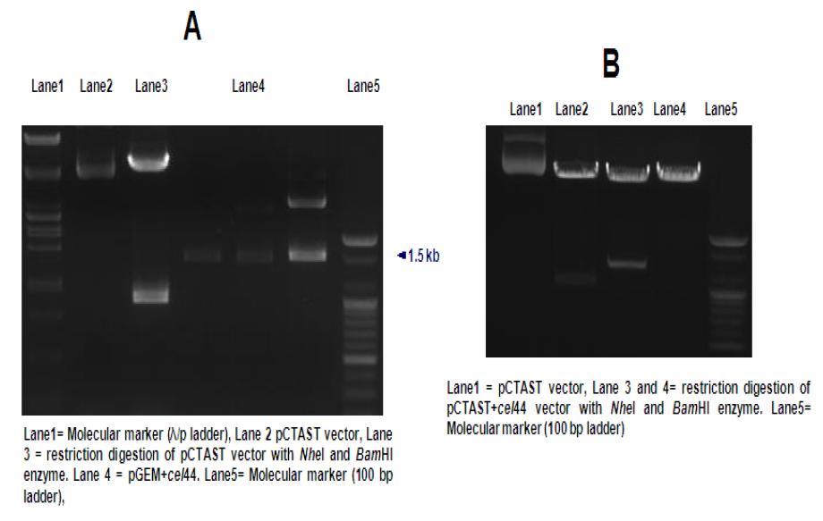 (A) Restriction digestion of pGEM-T/cel44 and pCT vector for isolation of cel44 gene with NheI and BamHI enzyme for cloning into pCT vector. (B) restriction digestion of pCT+cel44 vector with NheI and BamHI enzyme.