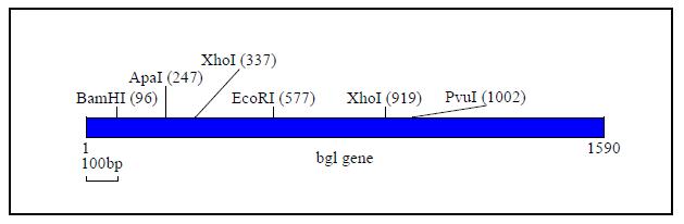Restriction map of bgl gene of Neosartory fischeri Nf1595.