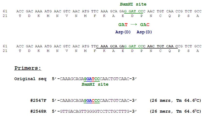 Primers for site-directed mutagenesis of BamHI site of bgl gene.