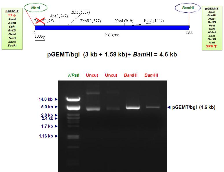 Confirmation of the site directed mutation of BamHI site of bgl gene.
