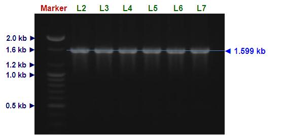 PCR amplification of bgl gene (BamHI-free bgl mutant) with NheI and BamHI restriction sites. L1, molecular marker (100 bp ladder); L2 to L7, amplified bgl gene with NheI and BamHI enzyme restriction site.