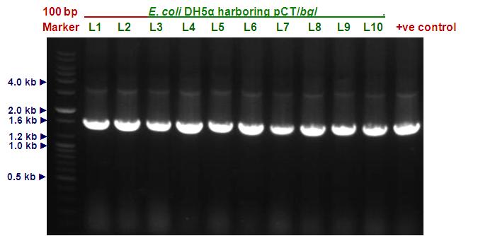 PCR amplification of E. coli DH5α with pCT/bgl (BamHI-free bgl mutant).