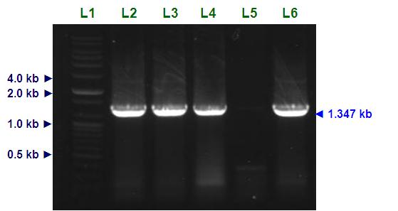 Colony PCR for the confirmation of E. coli DH5α harboring pGEM-T/cbh. L1, molecular marker (100 bp ladder); L2 to L6, amplified cbh gene with NheI and BamHI enzyme restriction site.