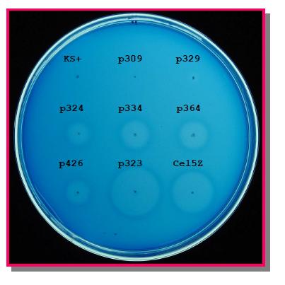 Detection of cellulase activity and comparison of intact Cel5Z of P . chrysanthemi with several truncated Cel5Zs by the agar diffusion method