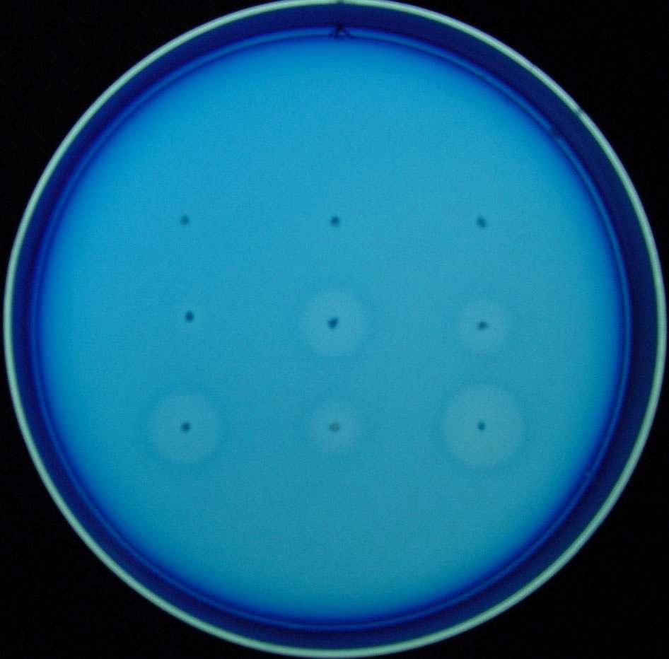 Detection of cellulase activity and comparison of intact CelA of P cc LY34 with several truncated CelAs by the agar diffusion method. The cells were incubated for 24 h at 37oC. The E. coli harboring pBluescript II KS+ as a negative control.