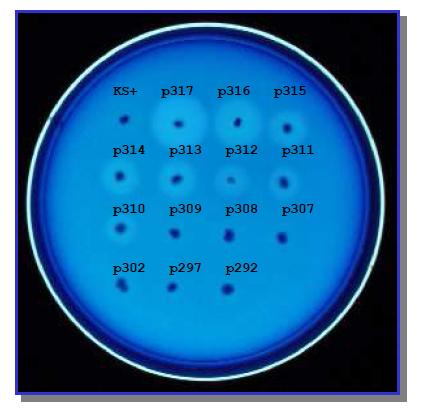 Detection of cellulase activity and comparison of intact Cel5C of T. maritima with several truncated Cel5Cs by the agar diffusion method. The cells were incubated for 24 h at 37oC. The E. coli harboring pBluescript II SK+ as a negative control.