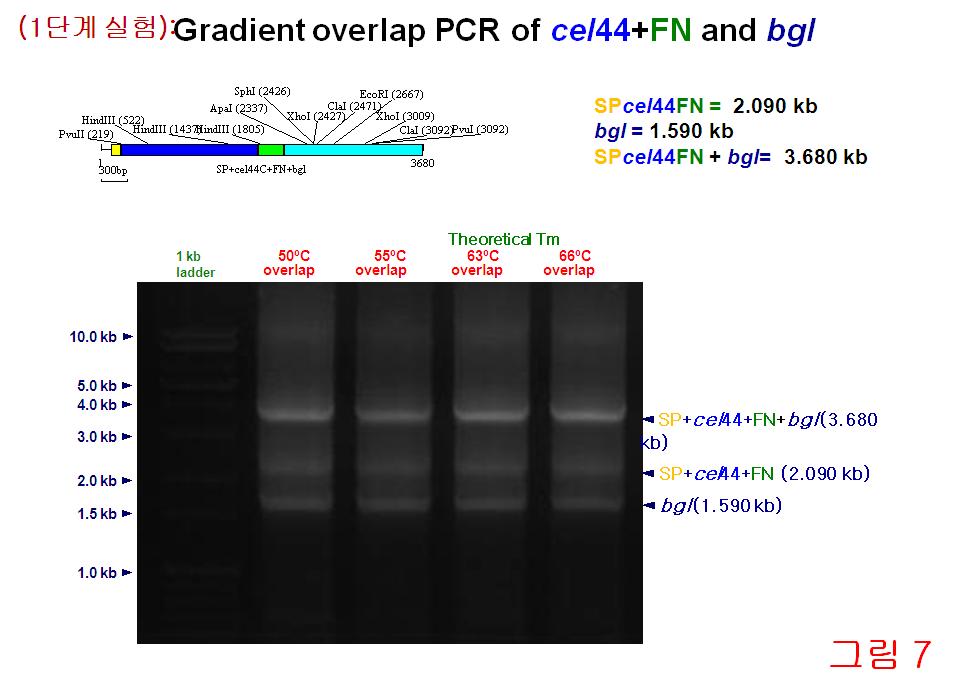 Gradient overlap PCR of cel44+FN and bgl