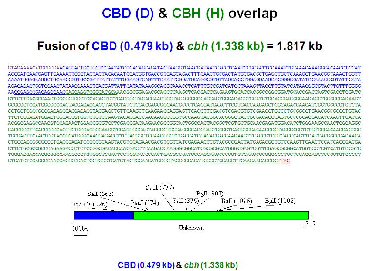 Fusion of cbd and cbh gene fusion