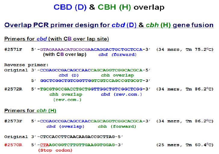 Overlap PCR primer design for cbd & cbh gene fusion
