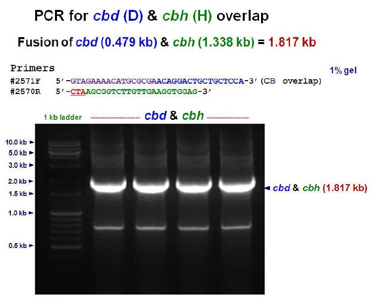 PCR confirmation for cbd and cbh gene fusion