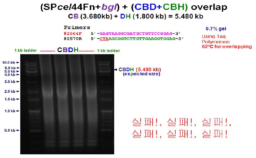 Confirmation of [(cel44+FN+bgl)+(cbd+cbh)] fusion by overlap PCR