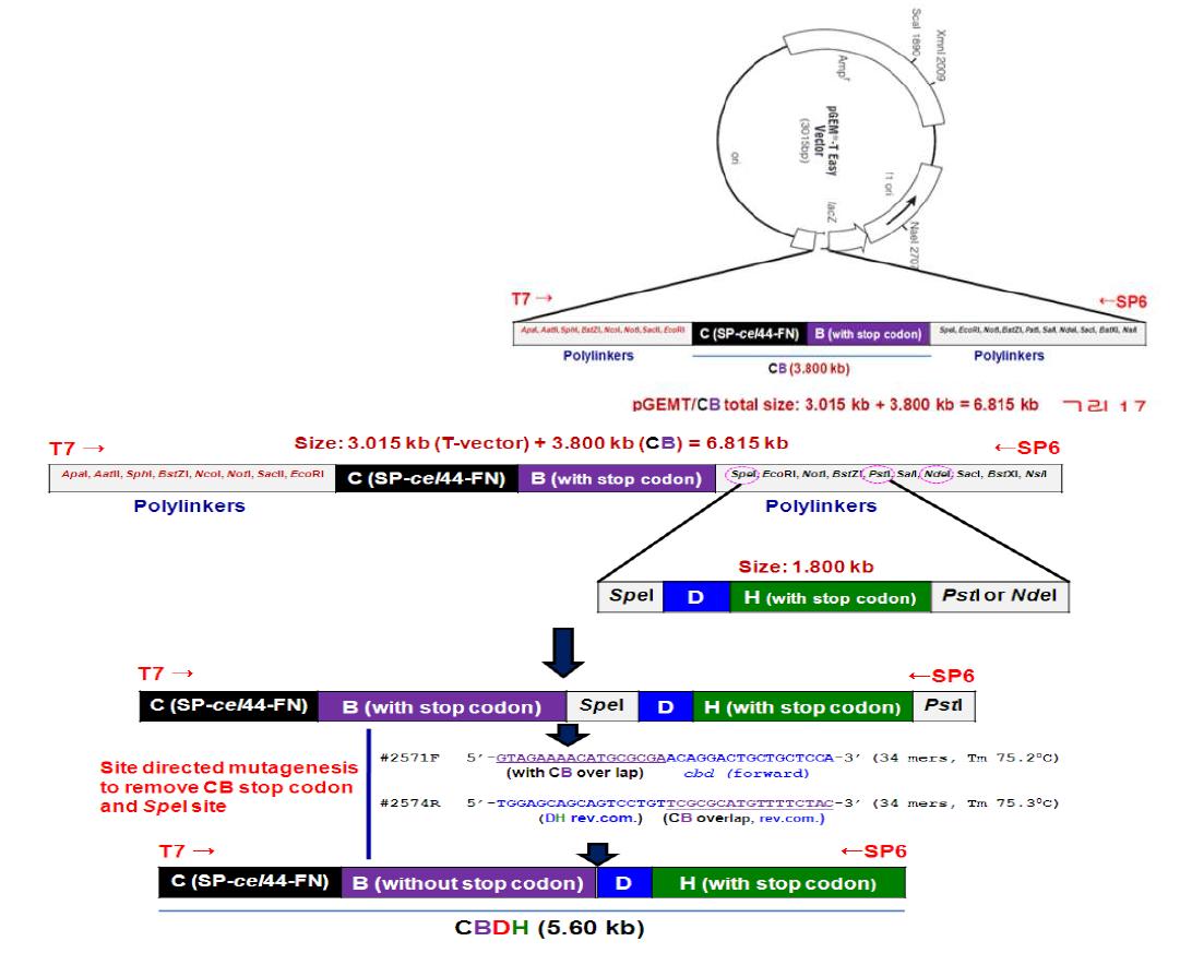 New cloning strategy using the restriction map of the multiple cloning site of pGEM-T vector
