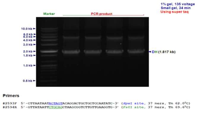 PCR for cbd (D) and cbh (H) (with SpeI and P stI site)
