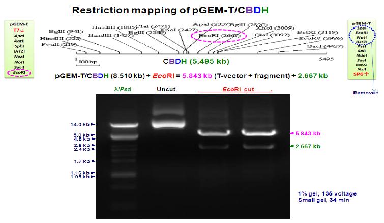 Restriction mapping of pGEM-T/CBDH