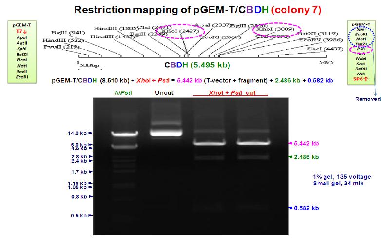 Restriction mapping of pGEM-T/CBDH (colony 7)wq