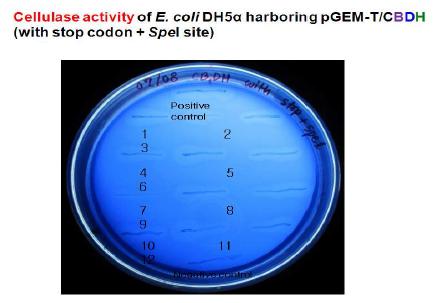 Cellulase activity of E. coli DH5α haboring pGEM-T/CBDH (with stop codon + SpeI site)