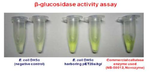 β-glucosidase activity of E. coli DH5αhaboring pGEM-T/CBDH (with stop codon + SpeI site)