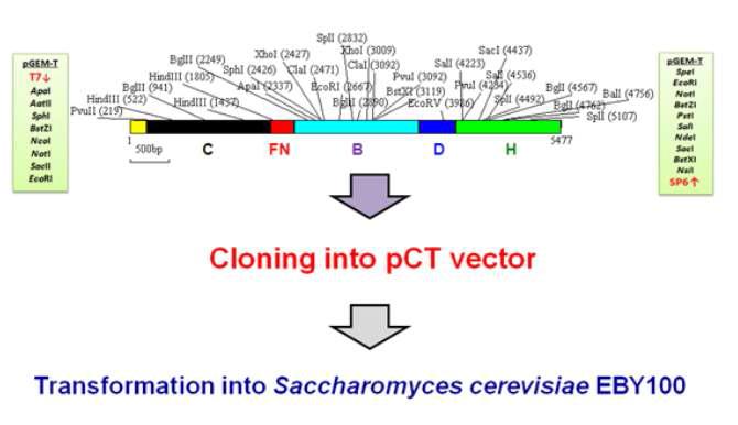 Strategy for the introduction of the fused (cel44+FN+bgl+cbd+cbh) gene into Saccharomyces cerevisiae EBY100 using yeast surface display vector pCT