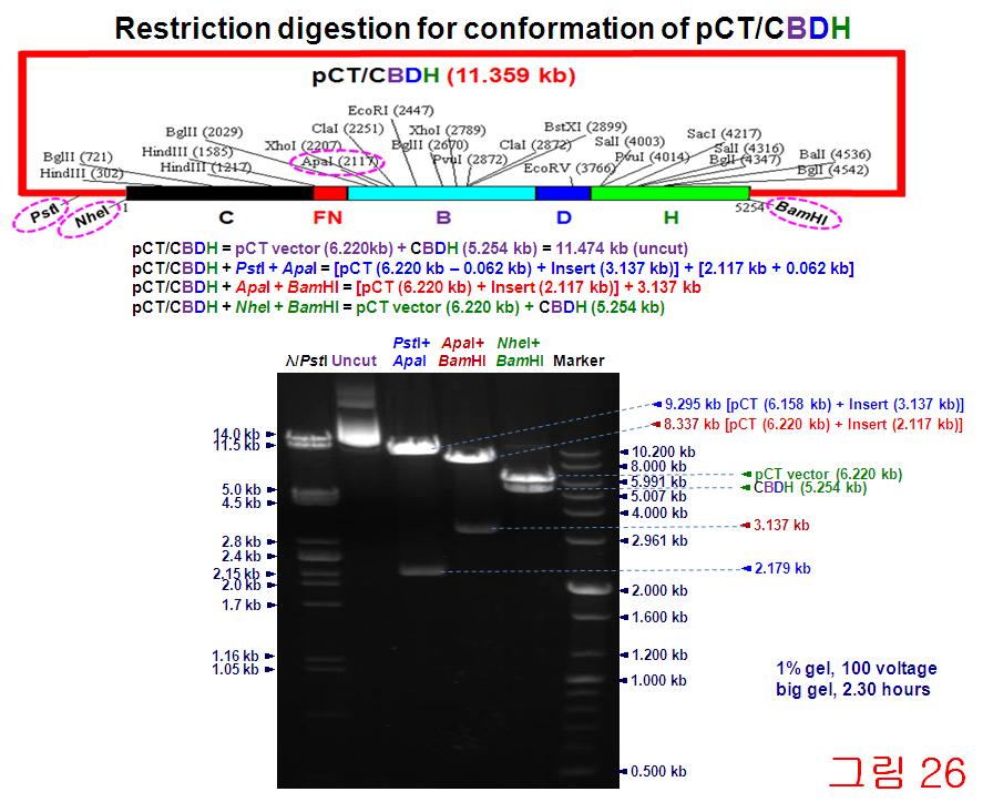 Restriction digestion for confirmation of pCT/CBDH