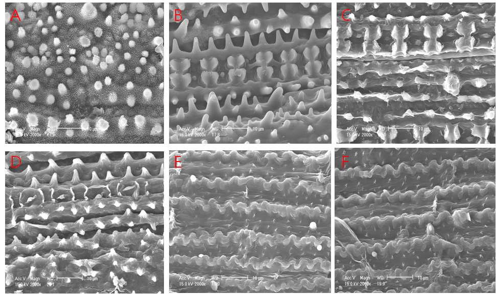 SEM images of rice straw A) Natural rice straw, B) Water treated rice straw, C) 0.25% NaOH treated rice straw, D) 0.5% NaOH treated rice straw, E) 0.75% NaOH treated rice straw, F) 1.0% NaOH treated rice straw. All treatments carried out at 105℃ for 10 minutes.