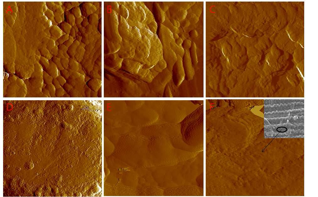 AFM topographic images of A) Natural rice straw, B) Water treated rice straw , C) 0.25% NaOH treated rice straw, D) 0.5% NaOH treated rice straw, E) 0.75% NaOH treated rice straw, F) 1.0% NaOH treated rice straw. All treatments carried out at 105℃ for 10 minutes.