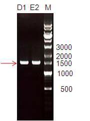 그림 1-1. YJ-1/YJ-2 primer와 분리균주 D1과 E2의 cDNA의 PCR을 통한 cellulase 유전자 증폭.