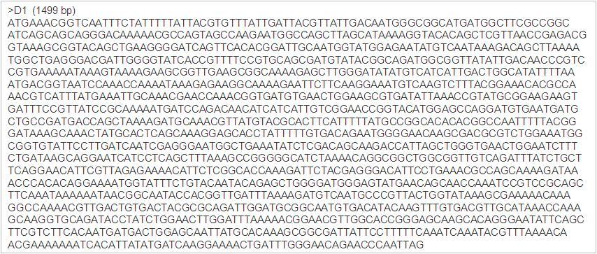 YJ-1/YJ-2 primer와 분리균주 D1 cDNA의 PCR을 통해 얻어진 cellulase 유전자의 염기서열.