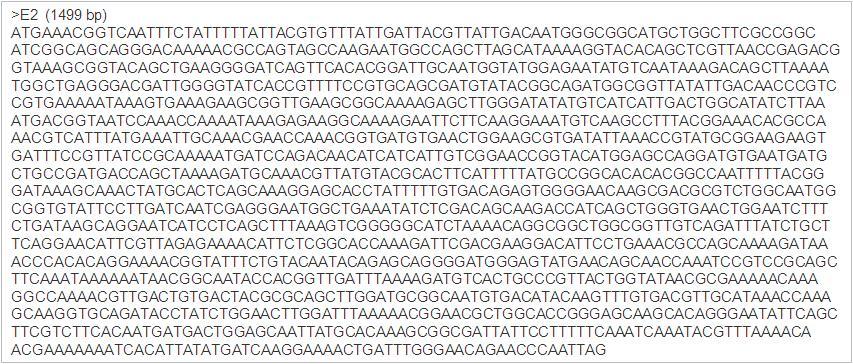 YJ-1/YJ-2 primer와 분리균주 E2 cDNA의 PCR을 통해 얻어진 cellulase 유전자의 염기서열.