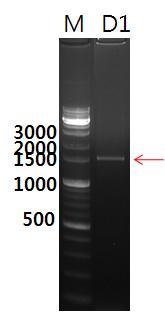 JK-L15 F/R primer와 분리균주 D1의 cDNA의 PCR을 통한 cellulase 유전자 증폭.