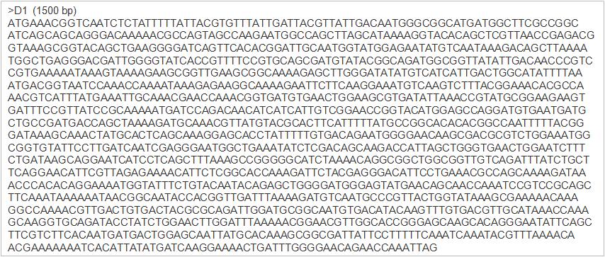 JK -L15 F/R primer와 분리균주 D1 cDNA의 PCR을 통해 얻어진 cellulase 유전자의 염기서열.