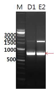 JK-L73 F/R primer와 분리균주 D1과 E2의 cDNA의 PCR을 통한 cellulase 유전자 증폭