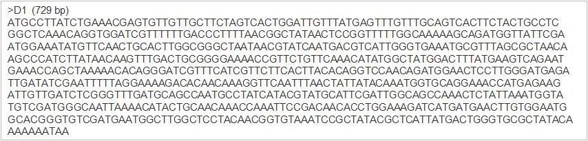 JK-L73 F/R primer와 분리균주 D1 cDNA의 PCR을 통해 얻어진 cellulase 유전자의 염기서열.