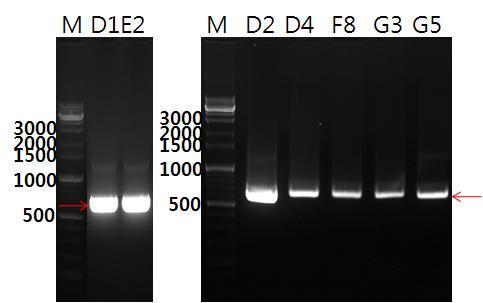 JK-Xyn F/R primer와 분리균주 D1, D2, D4, E2, F8, G3, G5의 cDNA의 PCR을 통한 xylanase 유전자 증폭.