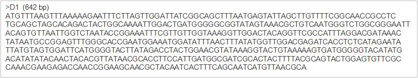 JK-Xyn F/R primer와 분리균주 D1 cDNA의 PCR을 통해 얻어진 xylanase 유전자의 염기서열.