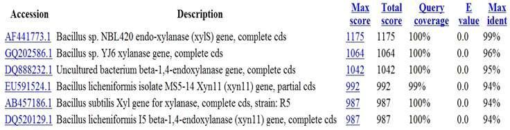 JK-Xyn F/R primer와 분리균주 D2와 D4 cDNA의 PCR을 통해 얻어진 xylanase 유전자의 NCBI blast search 결과.