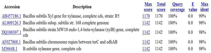 JK-Xyn F/R primer와 분리균주 E2, F8, G3, G5 cDNA의 PCR을 통해 얻어진 xylanase 유전자의 NCBI blast search 결과.