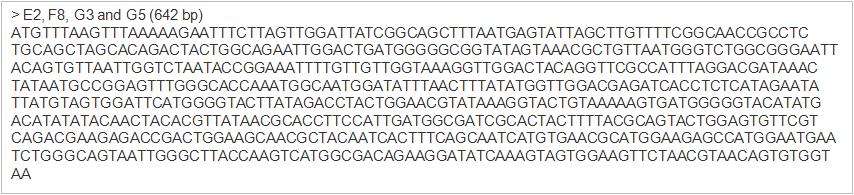 JK-Xyn F/R primer와 분리균주 E2, F8, G3, G5 cDNA의 PCR을 통해 얻어진 xylanase 유전자의 염기서열.