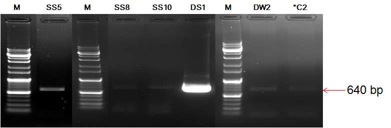 JK-Xyn F/R primer와 분리균주 SS5, SS8, SS10, DS1, DW2, *C2의 cDNA 의 PCR을 통한 xylanase 유전자 증폭.