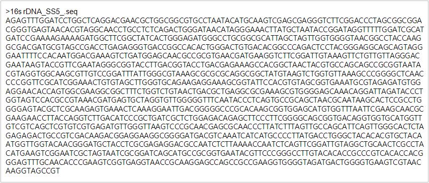 분리균주 SS5의 16s rDNA 염기서열.