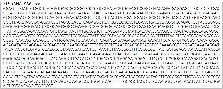 분리균주 SS8의 16s rDNA 염기서열.
