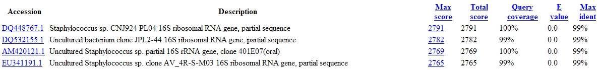 분리균주 SS8의 16s rDNA 염기서열의 NCBI blast search 결과.