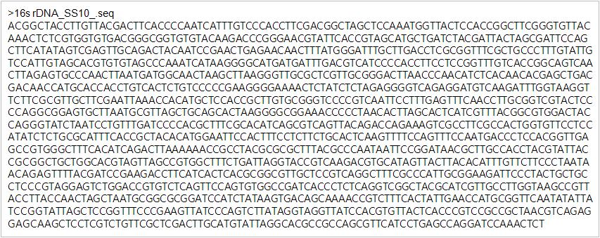분리균주 SS10의 16s rDNA 염기서열.