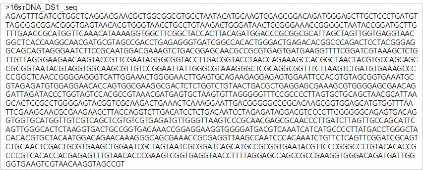 분리균주 DS1의 16s rDNA 염기서열.